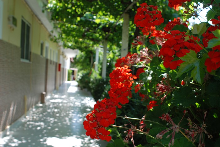 Litsa Studios - Tsilivi Zakynthos Greece