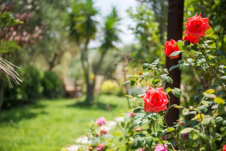 Yiannis Studios - Tsilivi Zakynthos Greece